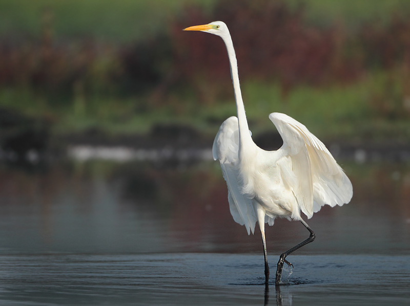 Great Egret - Ardea alba (Grote Zilverreiger)