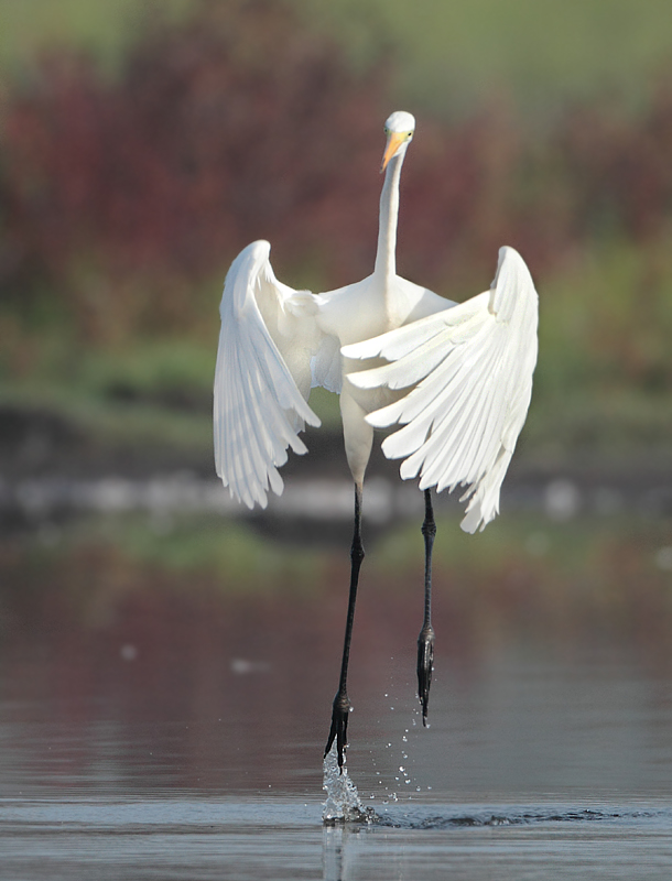 Great Egret - Ardea alba (Grote Zilverreiger)