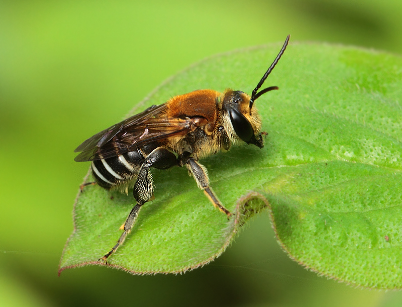 Nomia thoracica (Smith, 1875) 