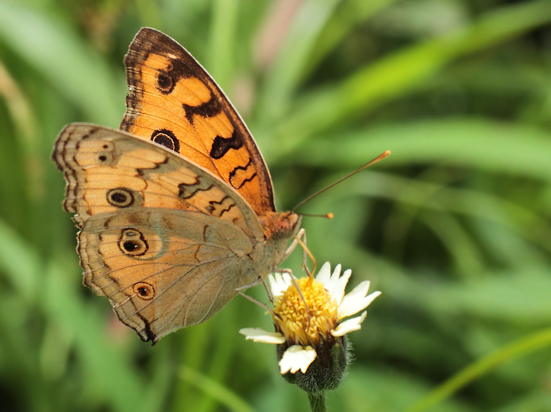 3.  Junonia almana (Linnaeus, 1758)