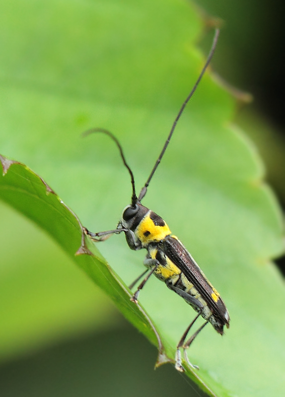 4.  Glenea laoensis (Breuning, 1956)