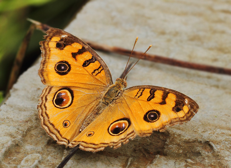 3. Junonia almana (Linnaeus, 1758)