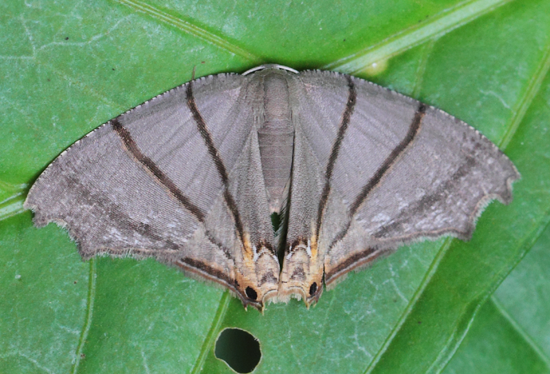 8.  Orudiza protheclaria (Walker, 1861)