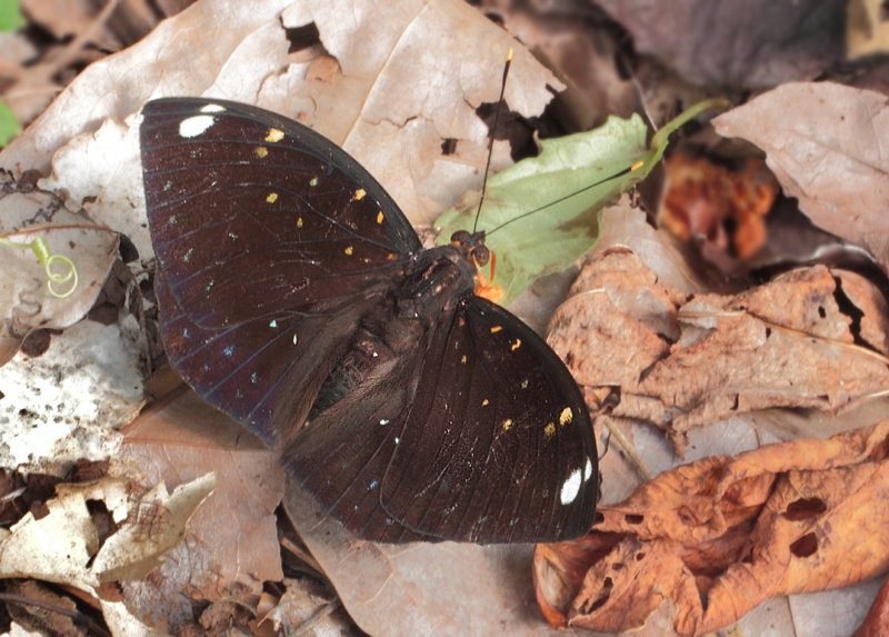 3.  Lexias albopunctata albopunctata   (Crowley,1895)