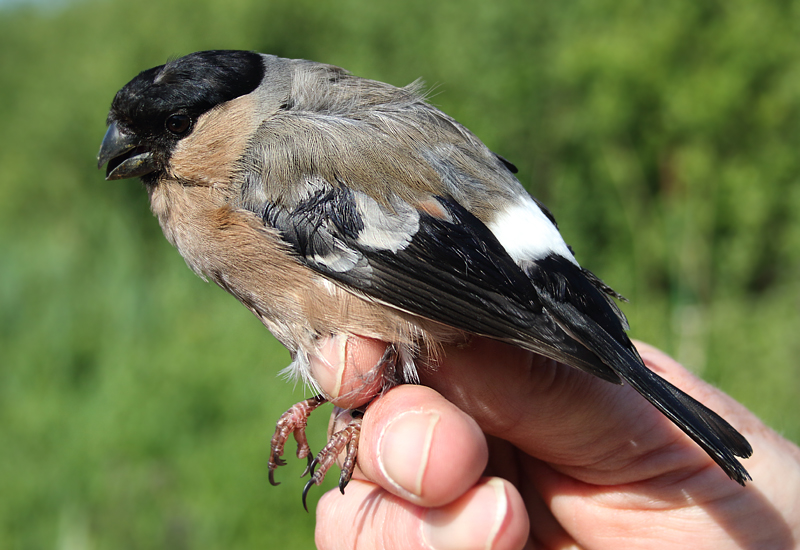 Eurasian bullfinch - Pyrrhula pyrrhula (Goudvink) 