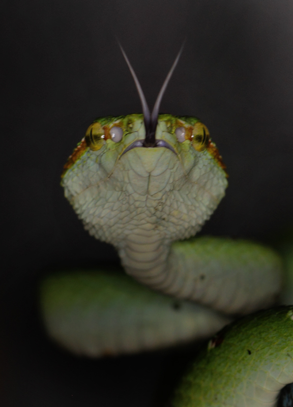 Tropidolaemus wagleri (F. Boie, 1827)