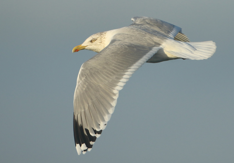 Scandinavian Herring Gull - Larus argentatus argentatus (Scandinavische Zilvermeeuw)