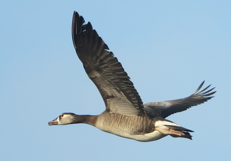 Greylag Goose x Canada Goose ?