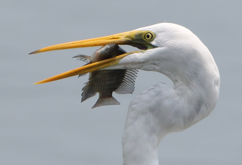 Eastern Great Egret - Ardea egretta modesta 