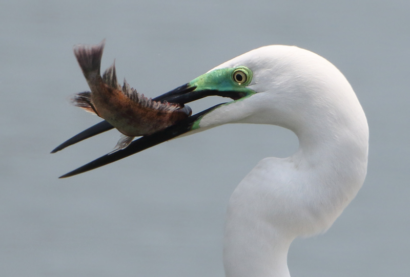 Eastern Great Egret - Ardea egretta modesta 