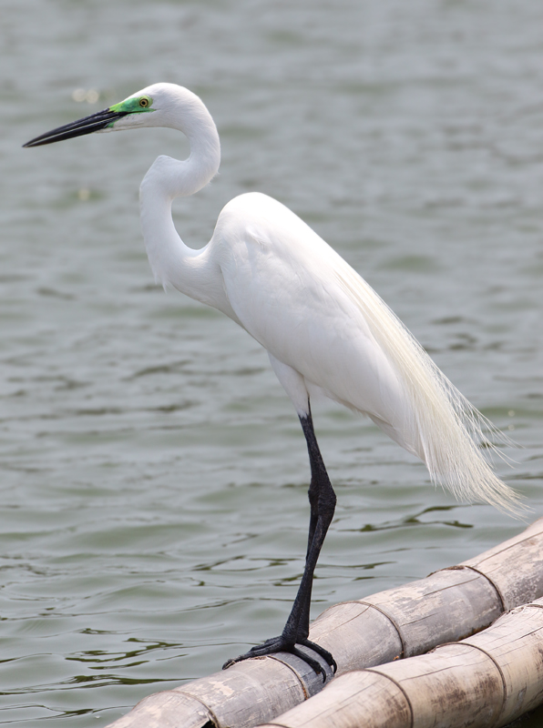 Eastern Great Egret - Ardea egretta modesta 