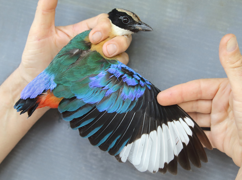 Blue-winged Pitta - Pitta moluccensis