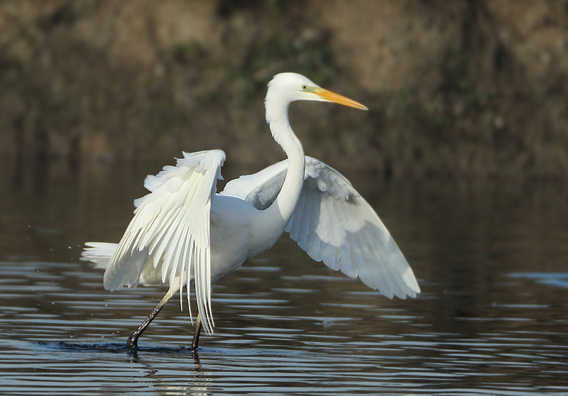 Great Egret - Ardea alba (Grote Zilverreiger)