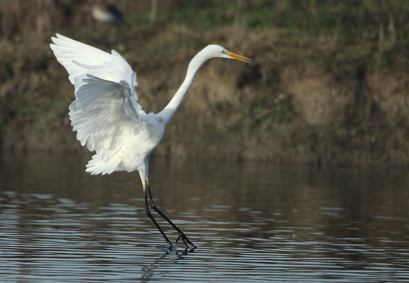 Great Egret - Ardea alba (Grote Zilverreiger)