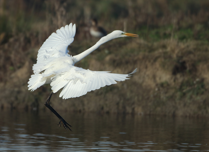 Great Egret - Ardea alba (Grote Zilverreiger)