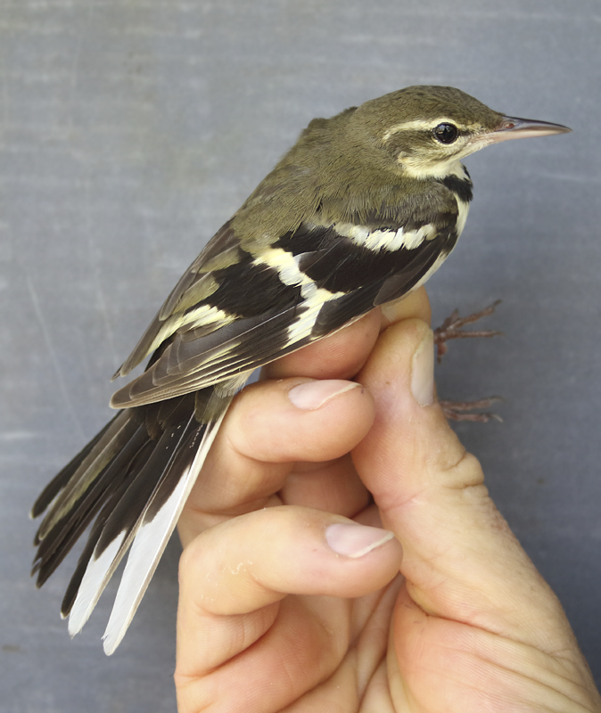 Forest Wagtail - Dendronanthus indicus (Boomkwikstaart) 
