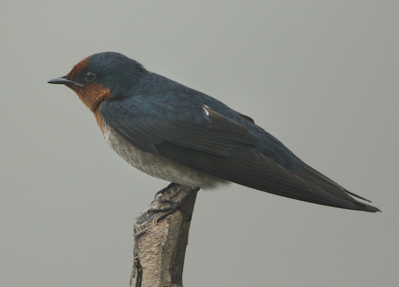 Swallows and Martins - Hirundinidae