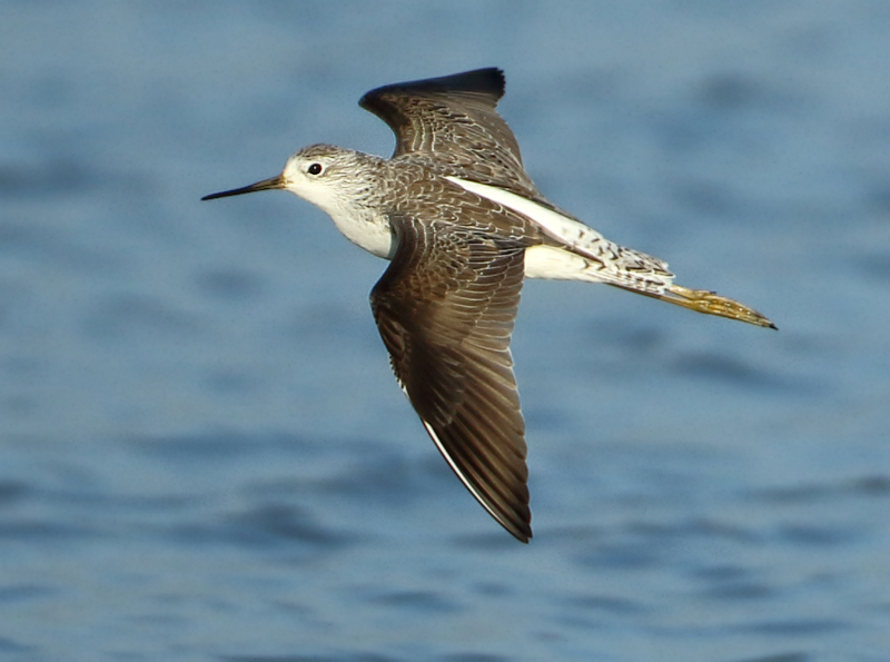 MAP: Marsh Sandpiper - Tringa stagnatilis