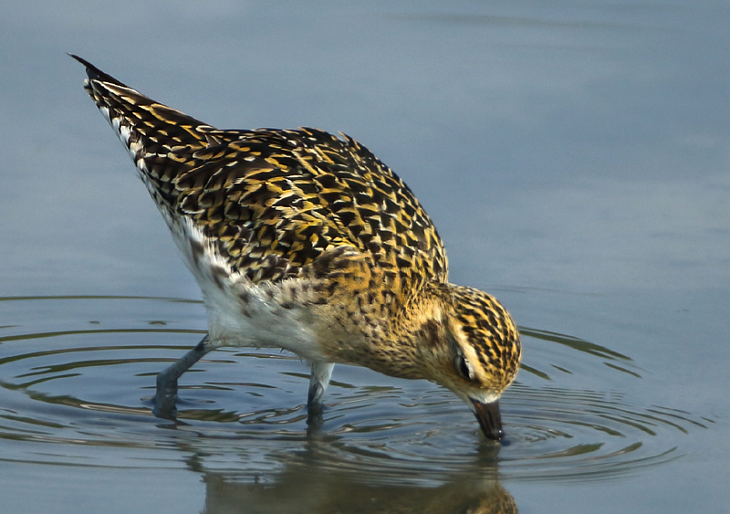MAP: Pacific Golden Plover - Pluvialis fulva (Aziatische Goudplevier)