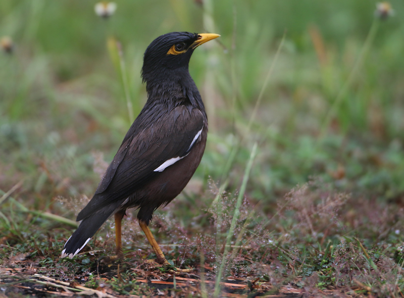 MAP: Common Myna - Acridotheris tristis