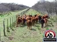 Santa Rosa, La Pampa, Argentina Farm Ranch  For Sale - FIELD SALES IN ARGENTINA LA PAMPA