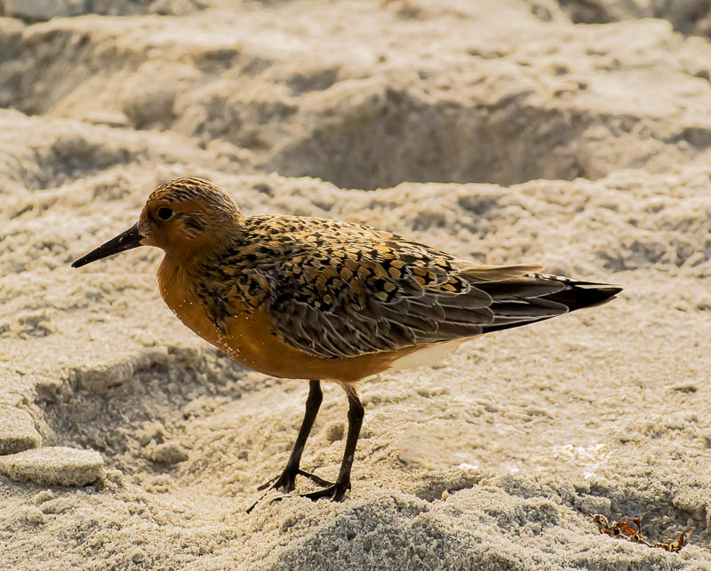 20150514-Redknot 2.jpg
