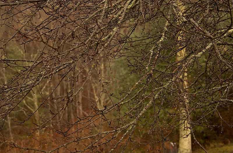 Winter Trees