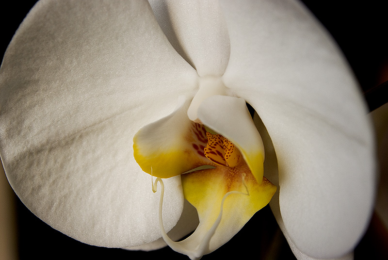 Winter Bloom