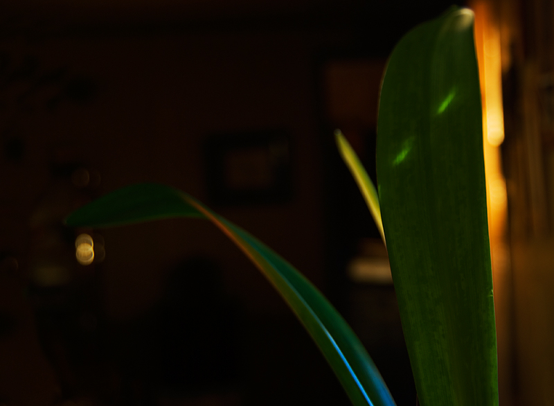 Amaryllis Leaves