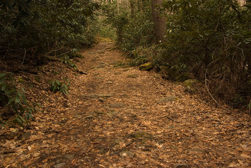 The Trail To Brush Falls
