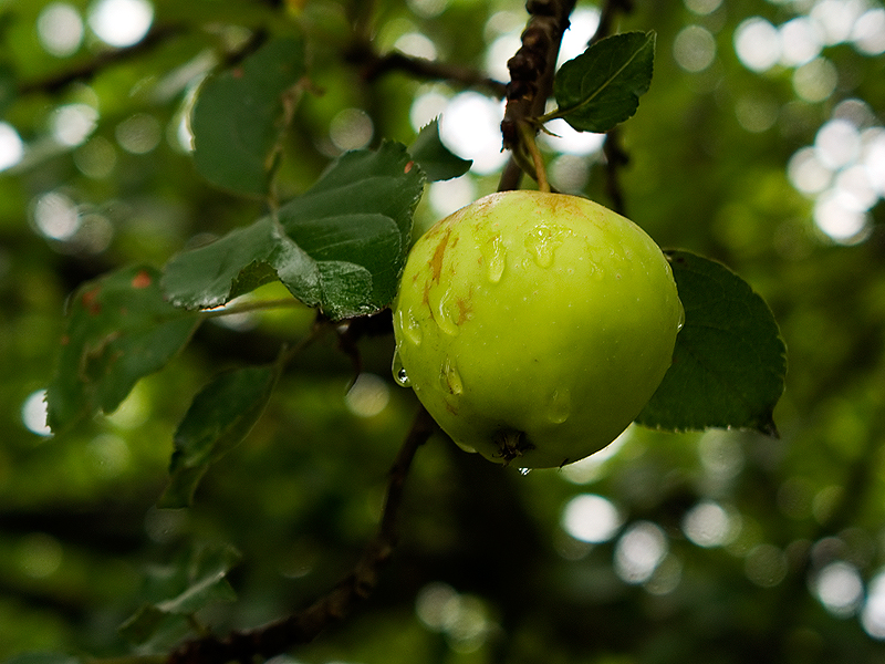 July Apple