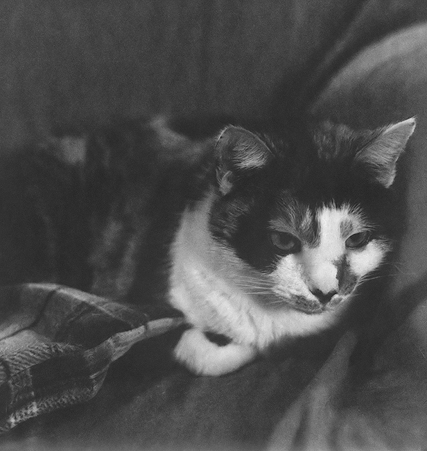 Calico in Black and White