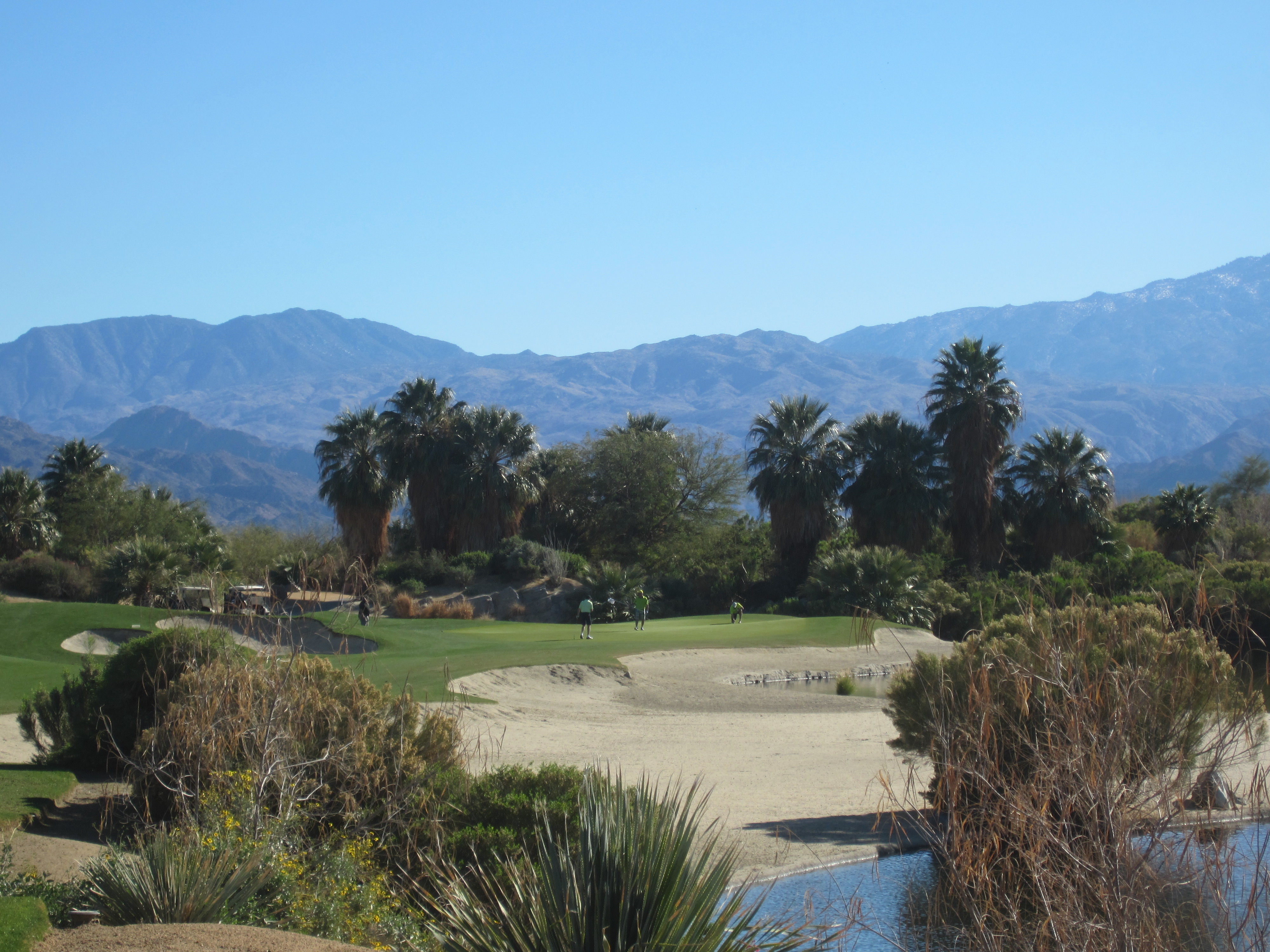 Desert_Willow_11.JPG
