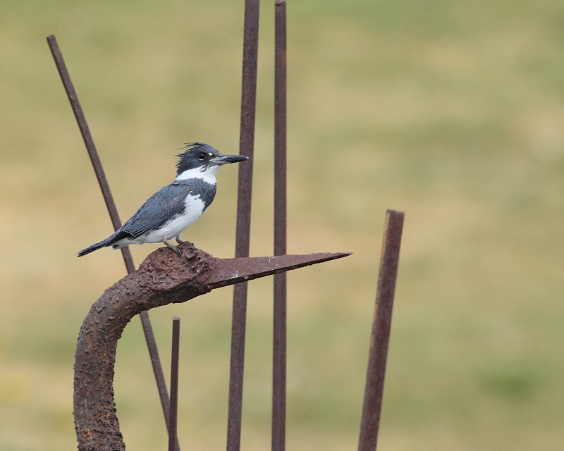 Belted Kingfisher (5102)