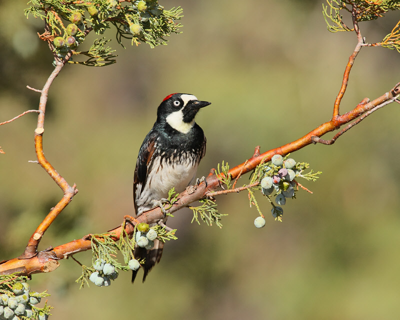 Acorn Woodpecker (Female) (8336)