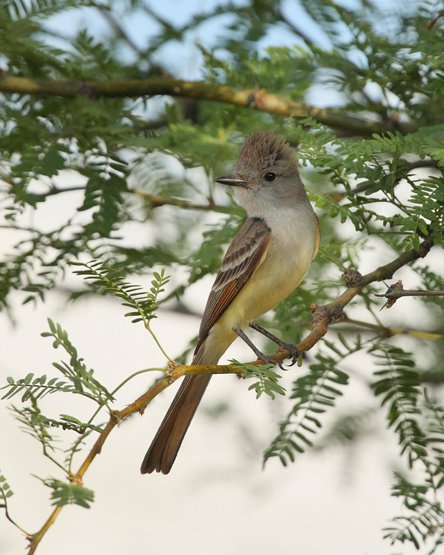 Ash-throated Flycatcher (6254)