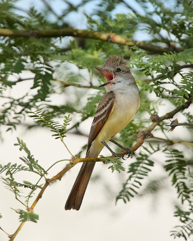 Ash-throated Flycatcher (6259)