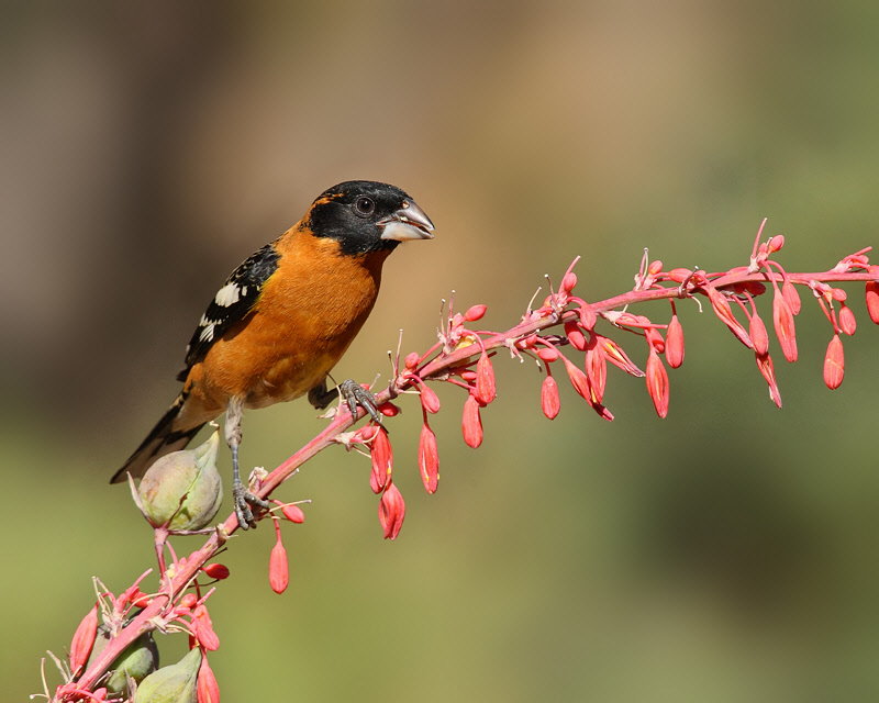 Black-headed Grosbeak (8282)