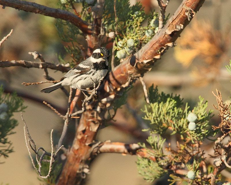 Black-throated Gray Warbler (8453)