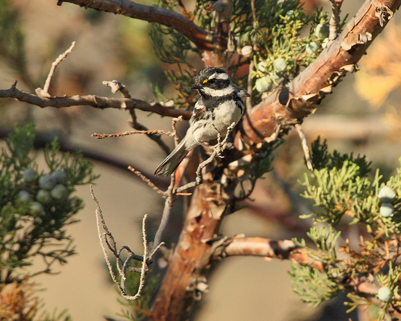 Black-throated Gray Warbler (8454)