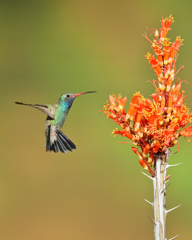 Broad-billed Hummingbird (5545)