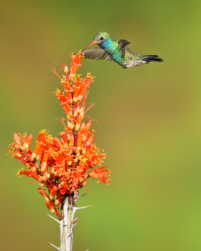 Broad-billed Hummingbird (5590)