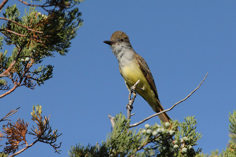 Brown-crested Flycatcher (7183)