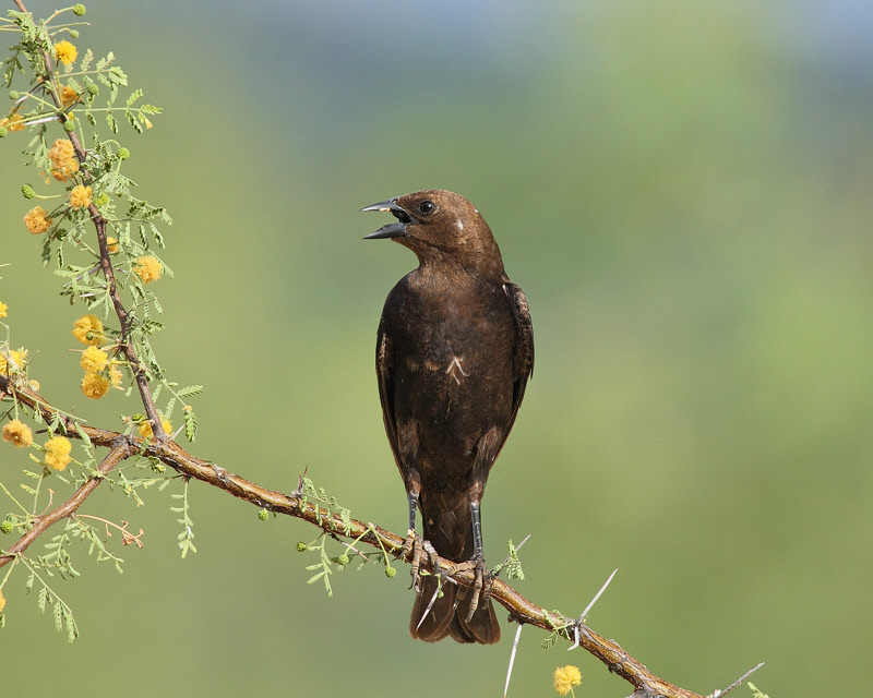 Brown-headed Cowbird (5932)