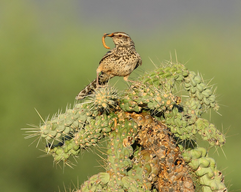 Cactus Wren (6488)