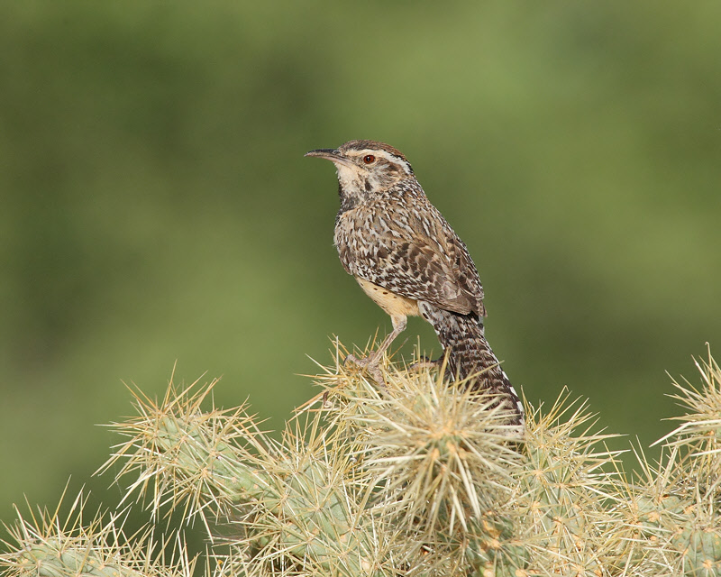 Cactus Wren (6787)