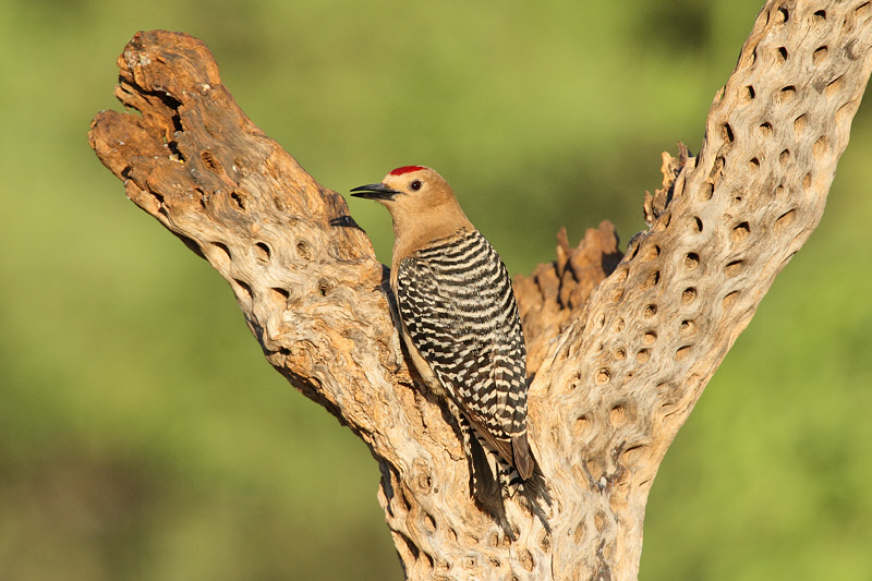 Gila Woodpecker (6716)