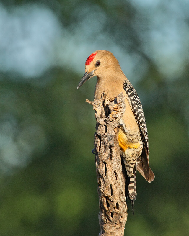 Gila Woodpecker (7881)
