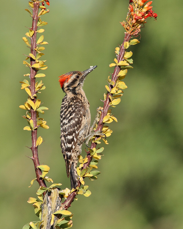 Ladder-backed Woodpecker (7987)