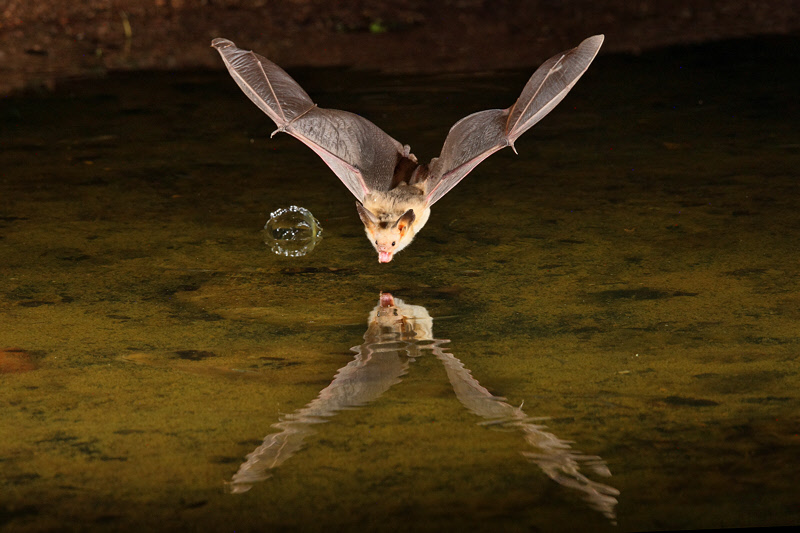 Pallid Bat (7539)